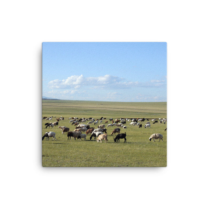 Leinwand - Herd of sheep graze in Mongolian steppe Young Han Song 41x41 cm artlia