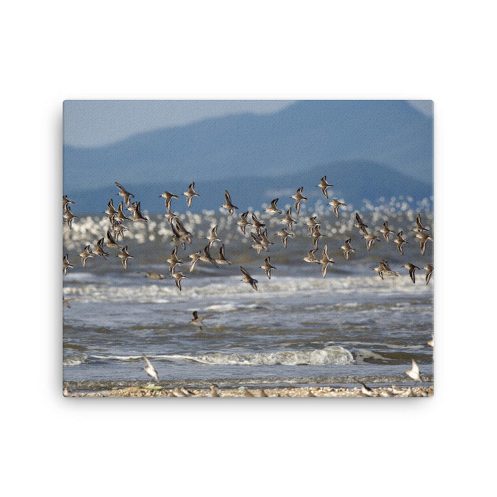 Leinwand - Shorebirds Young Han Song 41x51 cm artlia