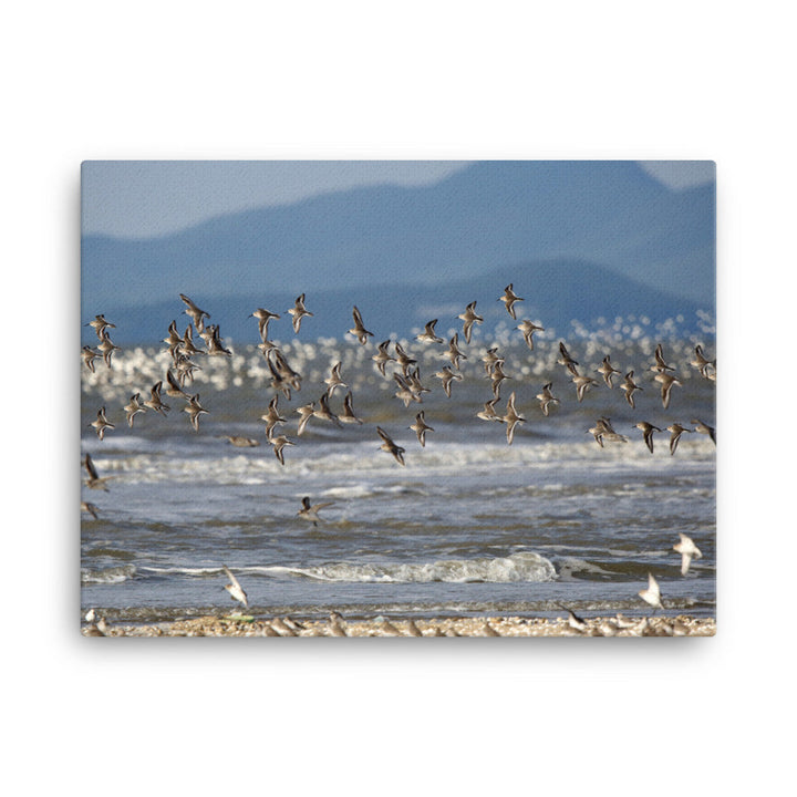 Leinwand - Shorebirds Young Han Song 46x61 cm artlia