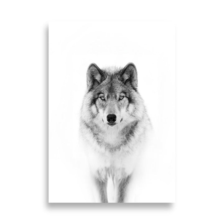 Poster - Calm Wolf Kuratoren von artlia 70×100 cm artlia