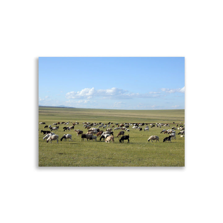 Poster - Herd of sheep graze in Mongolian steppe Young Han Song 30×40 cm artlia