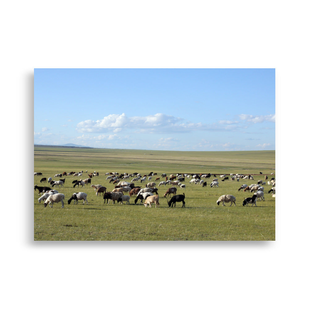 Poster - Herd of sheep graze in Mongolian steppe Young Han Song 50×70 cm artlia