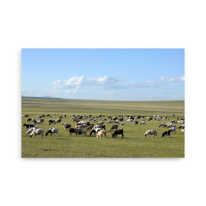 Poster - Herd of sheep graze in Mongolian steppe Young Han Song 61×91 cm artlia