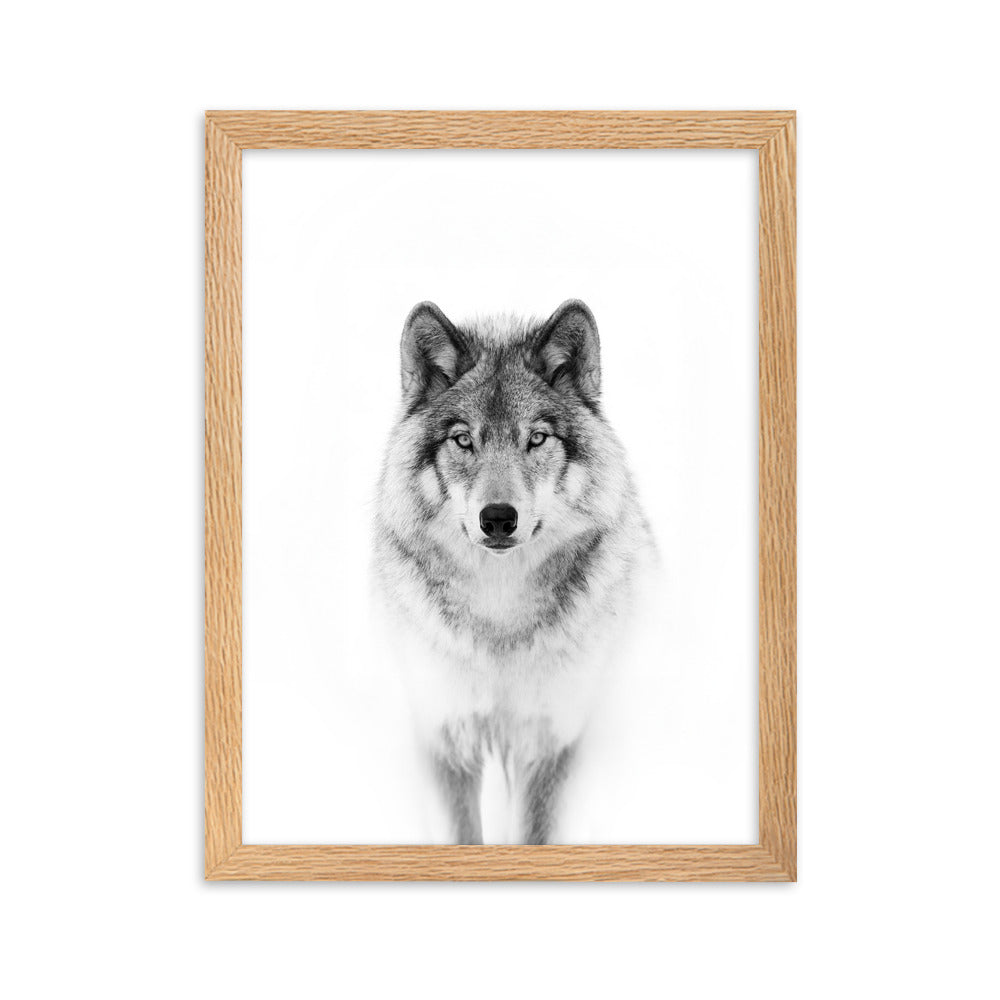 Poster mit Rahmen - Calm Wolf Kuratoren von artlia Oak / 30×40 cm artlia