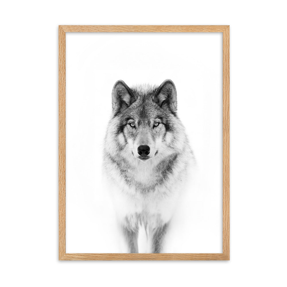 Poster mit Rahmen - Calm Wolf Kuratoren von artlia Oak / 50×70 cm artlia