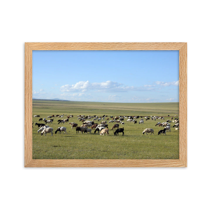 Poster mit Rahmen - Herd of sheep graze in Mongolian steppe Young Han Song Oak / 30×40 cm artlia