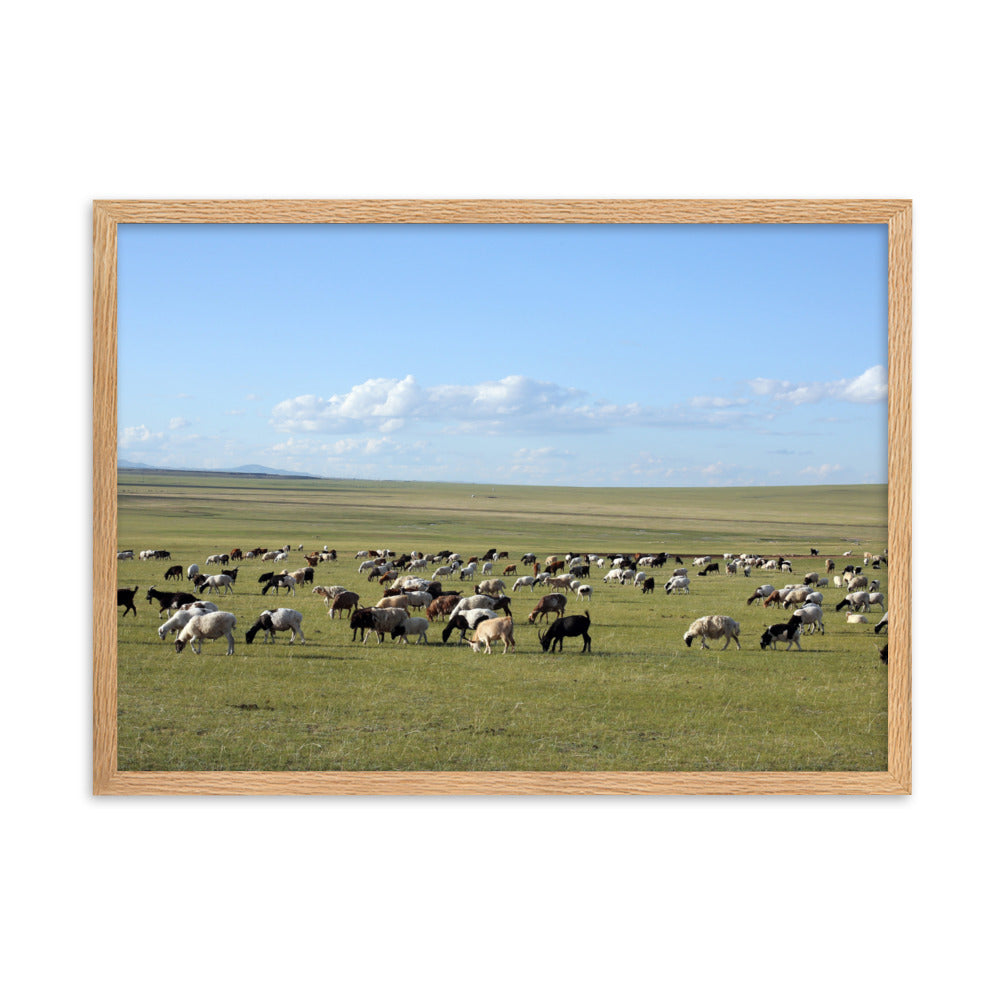 Poster mit Rahmen - Herd of sheep graze in Mongolian steppe Young Han Song Oak / 50×70 cm artlia