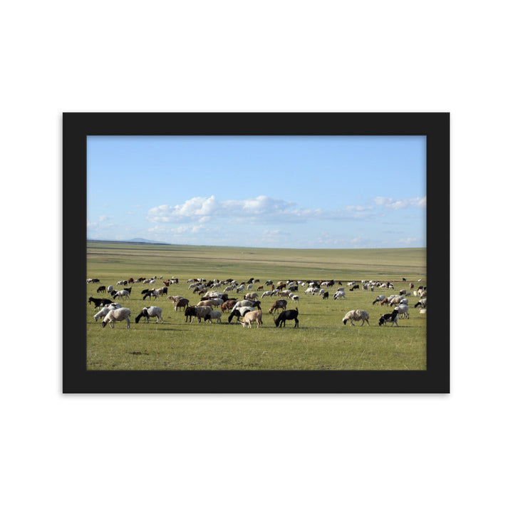 Poster mit Rahmen - Herd of sheep graze in Mongolian steppe Young Han Song Schwarz / 21×30 cm artlia
