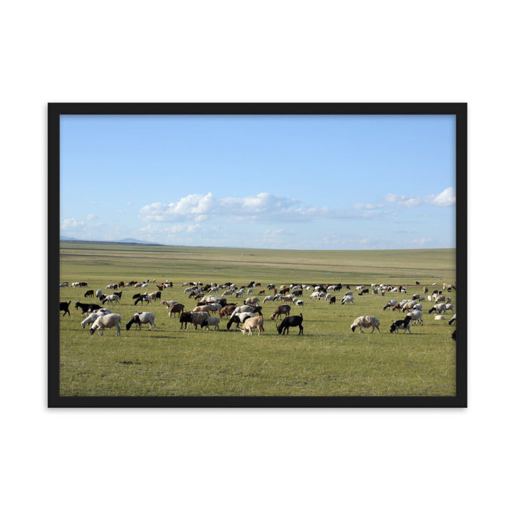Poster mit Rahmen - Herd of sheep graze in Mongolian steppe Young Han Song Schwarz / 50×70 cm artlia