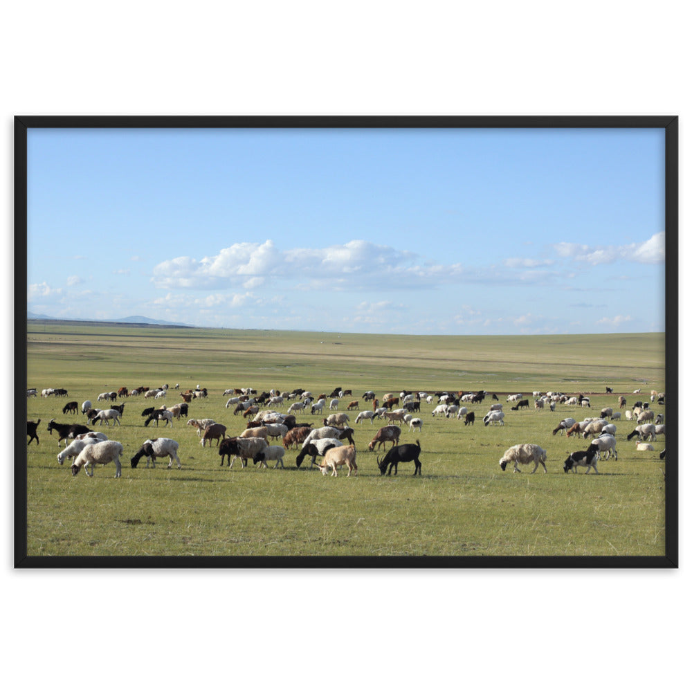 Poster mit Rahmen - Herd of sheep graze in Mongolian steppe Young Han Song Schwarz / 61×91 cm artlia
