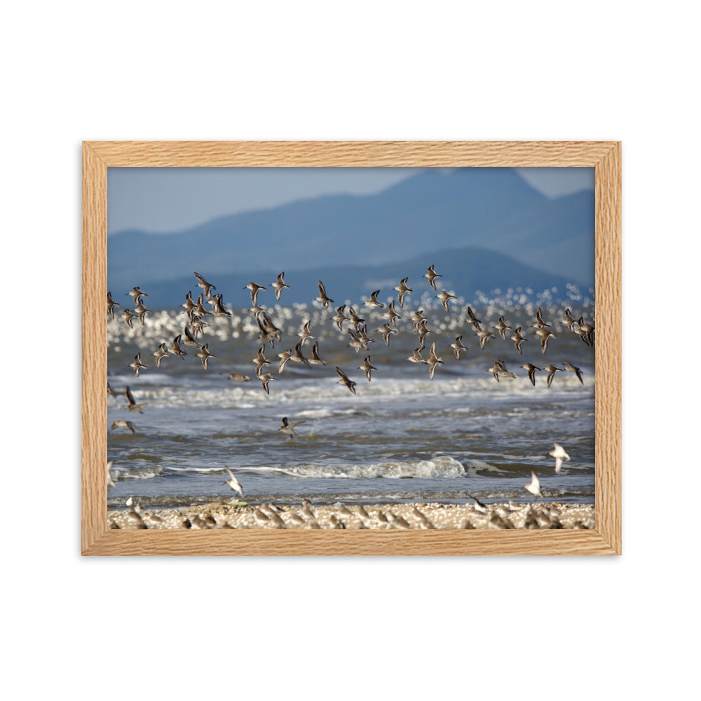 Poster mit Rahmen - Shorebirds Young Han Song Oak / 30×40 cm artlia
