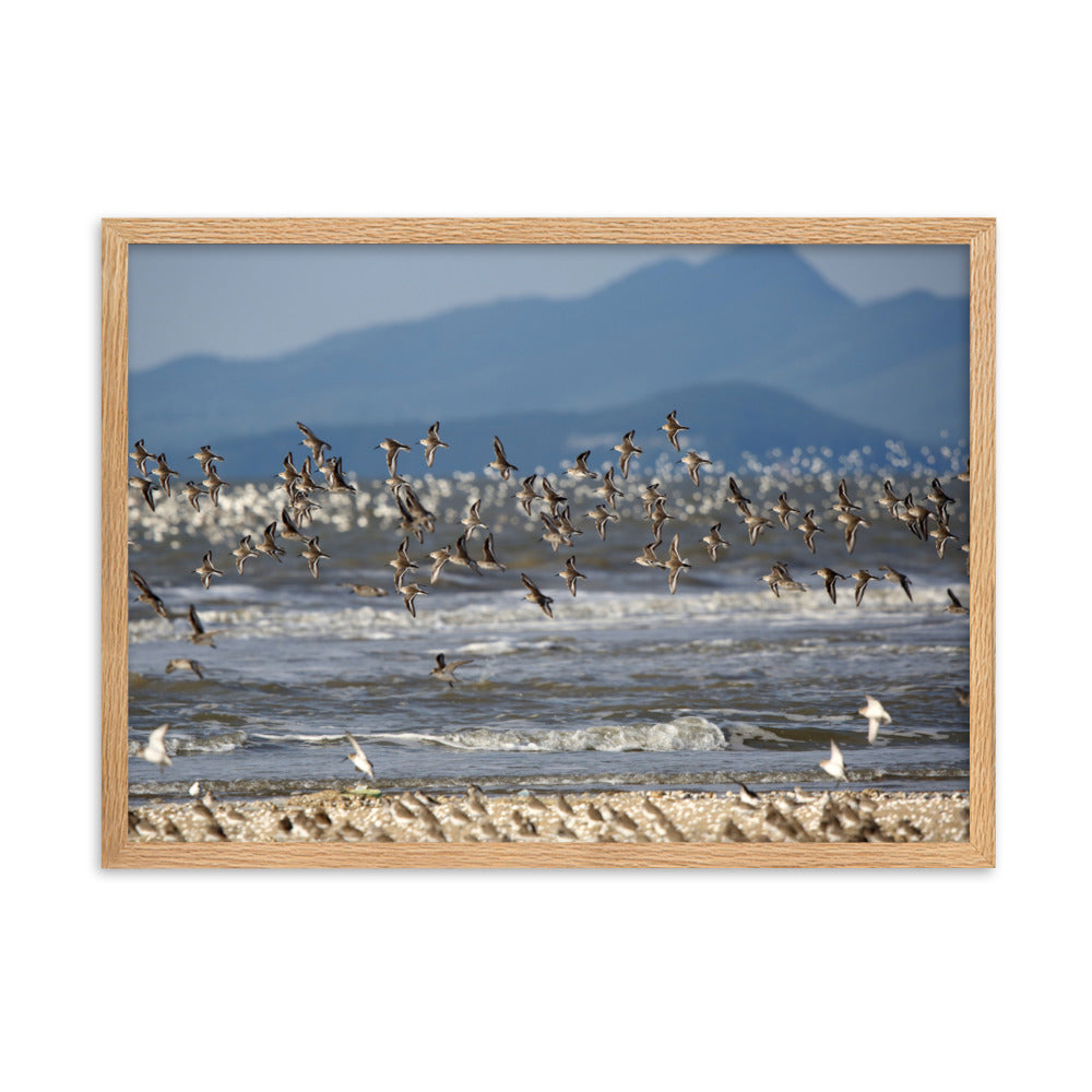 Poster mit Rahmen - Shorebirds Young Han Song Oak / 50×70 cm artlia