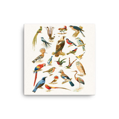 22 Vogelarten - Leinwand Boston Public Library 30x30 cm artlia