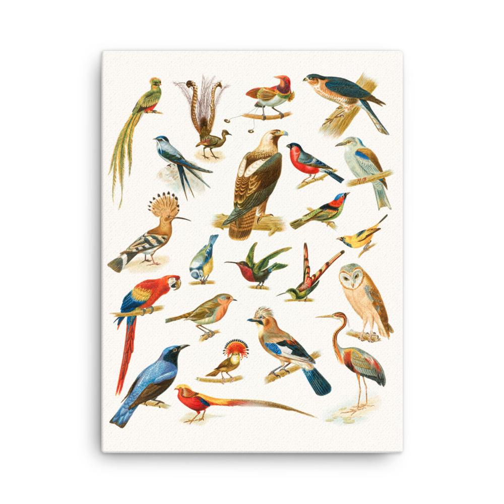 22 Vogelarten - Leinwand Boston Public Library 30x41 cm artlia
