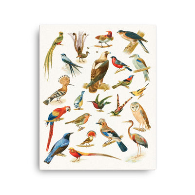 22 Vogelarten - Leinwand Boston Public Library 41x51 cm artlia