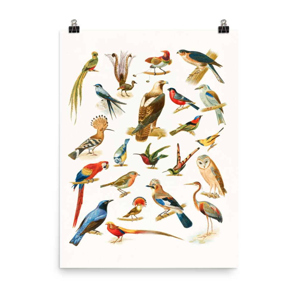22 Vogelarten - Poster Boston Public Library 30x41 cm artlia