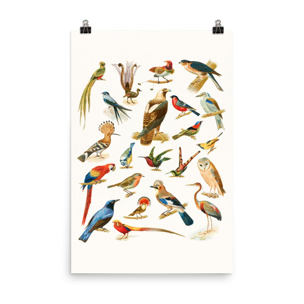 22 Vogelarten - Poster Boston Public Library 30x45 cm artlia