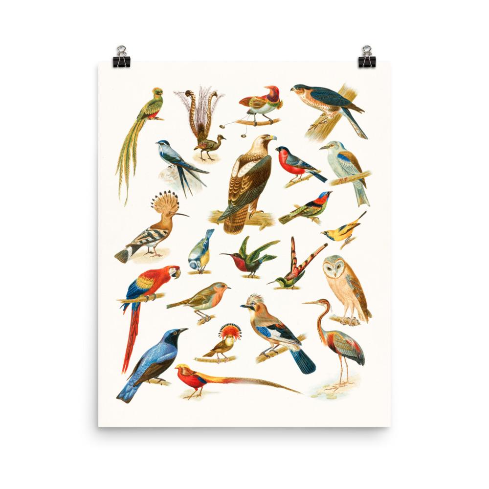 22 Vogelarten - Poster Boston Public Library 41x51 cm artlia