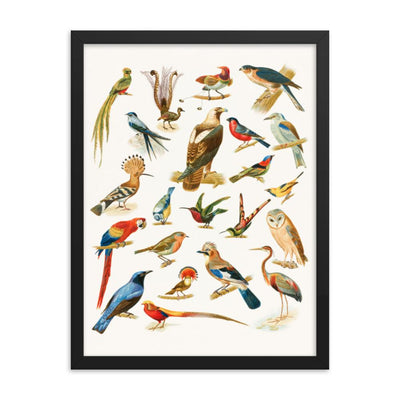 22 Vogelarten - Poster im Rahmen Boston Public Library schwarz / 30x41 cm artlia