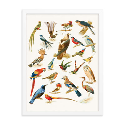 22 Vogelarten - Poster im Rahmen Boston Public Library weiß / 30x41 cm artlia