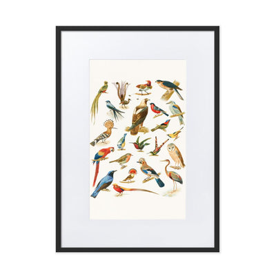 22 Vogelarten - Poster im Rahmen mit Passepartout Boston Public Library schwarz / 50×70 cm artlia