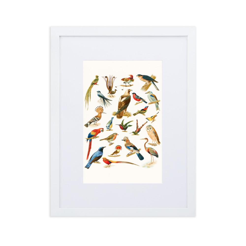 22 Vogelarten - Poster im Rahmen mit Passepartout Boston Public Library weiß / 30×40 cm artlia