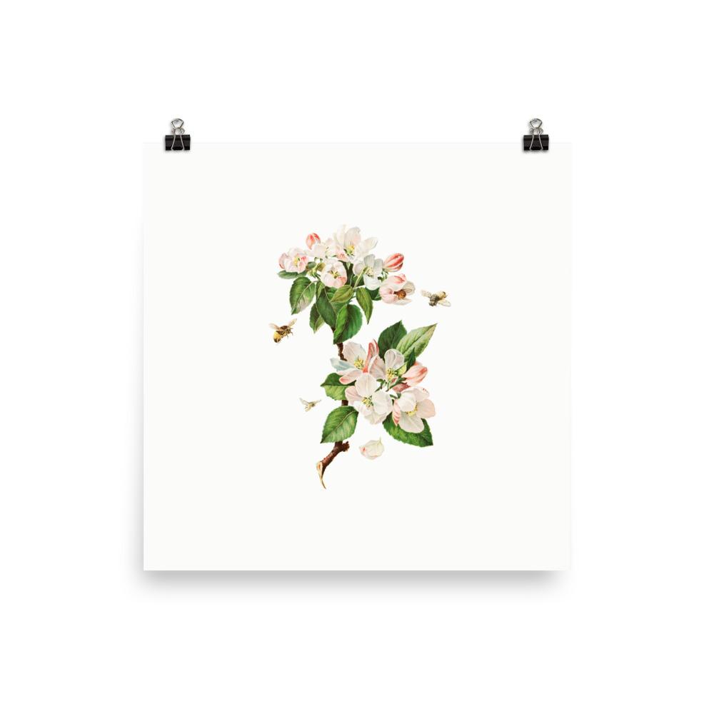 Apfelblüten und Bienen - Poster Boston Public Library 25x25 cm artlia