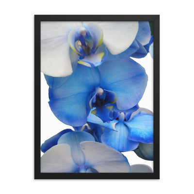 Blue Orchid - Poster im Rahmen Kuratoren von artlia schwarz / 30x41 cm artlia
