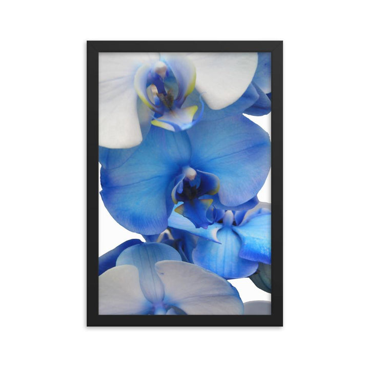 Blue Orchid - Poster im Rahmen Kuratoren von artlia schwarz / 30x45 cm artlia