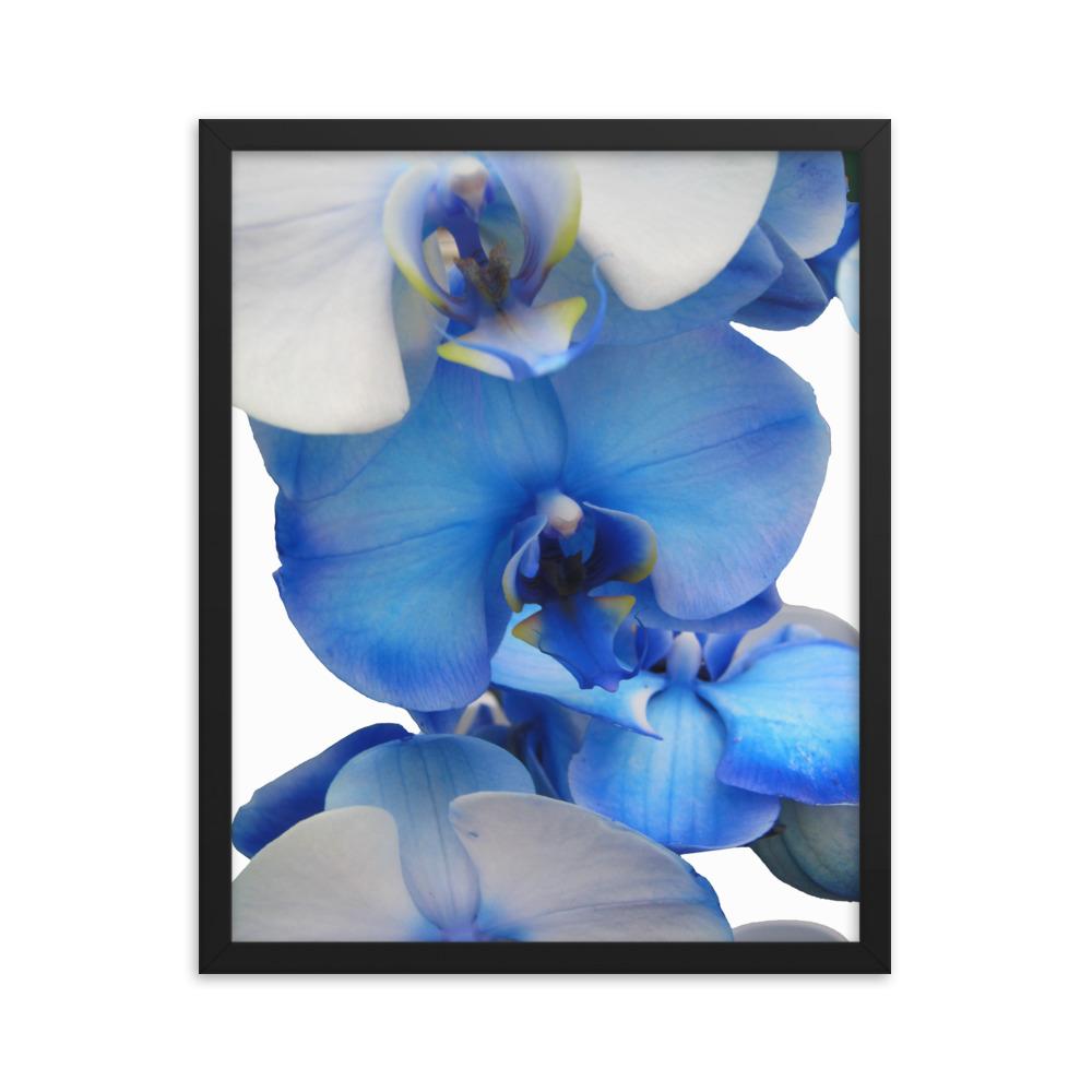 Blue Orchid - Poster im Rahmen Kuratoren von artlia schwarz / 41x51 cm artlia