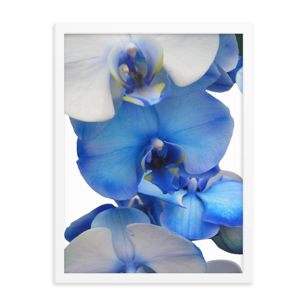Blue Orchid - Poster im Rahmen Kuratoren von artlia weiß / 30x41 cm artlia