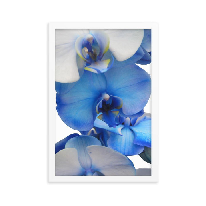 Blue Orchid - Poster im Rahmen Kuratoren von artlia weiß / 30x45 cm artlia