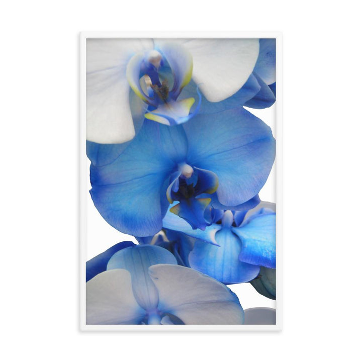 Blue Orchid - Poster im Rahmen Kuratoren von artlia weiß / 61x91 cm artlia