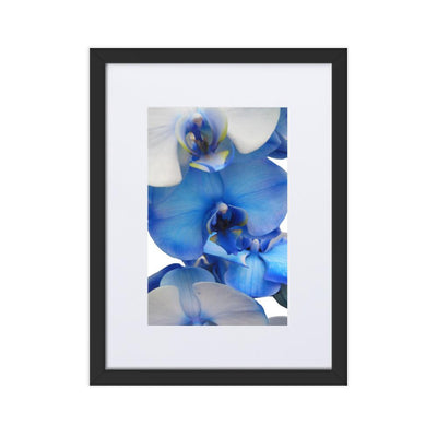 Blue Orchid - Poster im Rahmen mit Passepartout Kuratoren von artlia Schwarz / 30×40 cm artlia