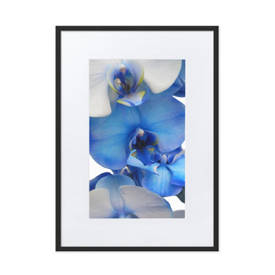 Blue Orchid - Poster im Rahmen mit Passepartout Kuratoren von artlia Schwarz / 50×70 cm artlia