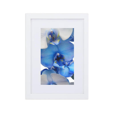 Blue Orchid - Poster im Rahmen mit Passepartout Kuratoren von artlia Weiß / 21×30 cm artlia