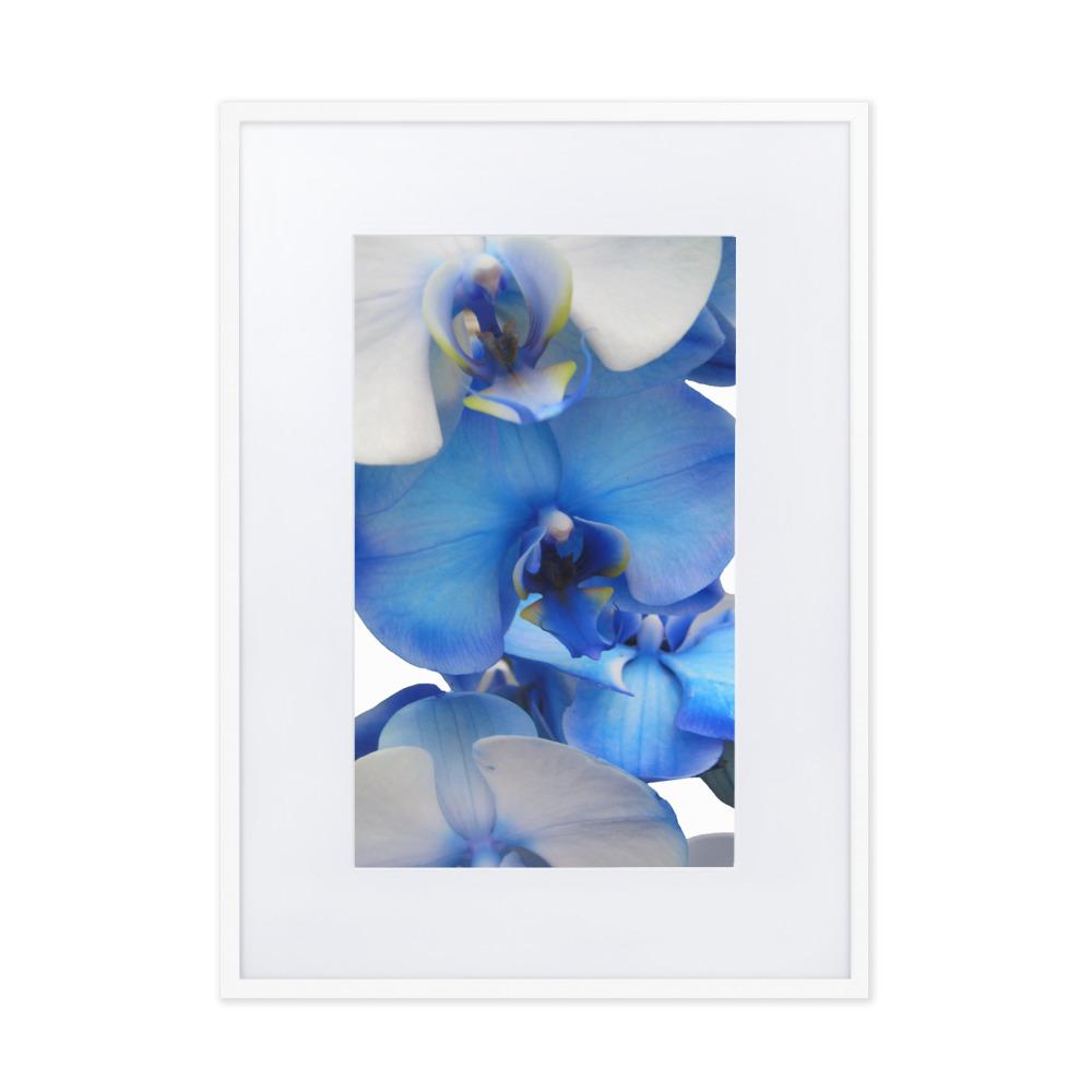 Blue Orchid - Poster im Rahmen mit Passepartout Kuratoren von artlia Weiß / 50×70 cm artlia