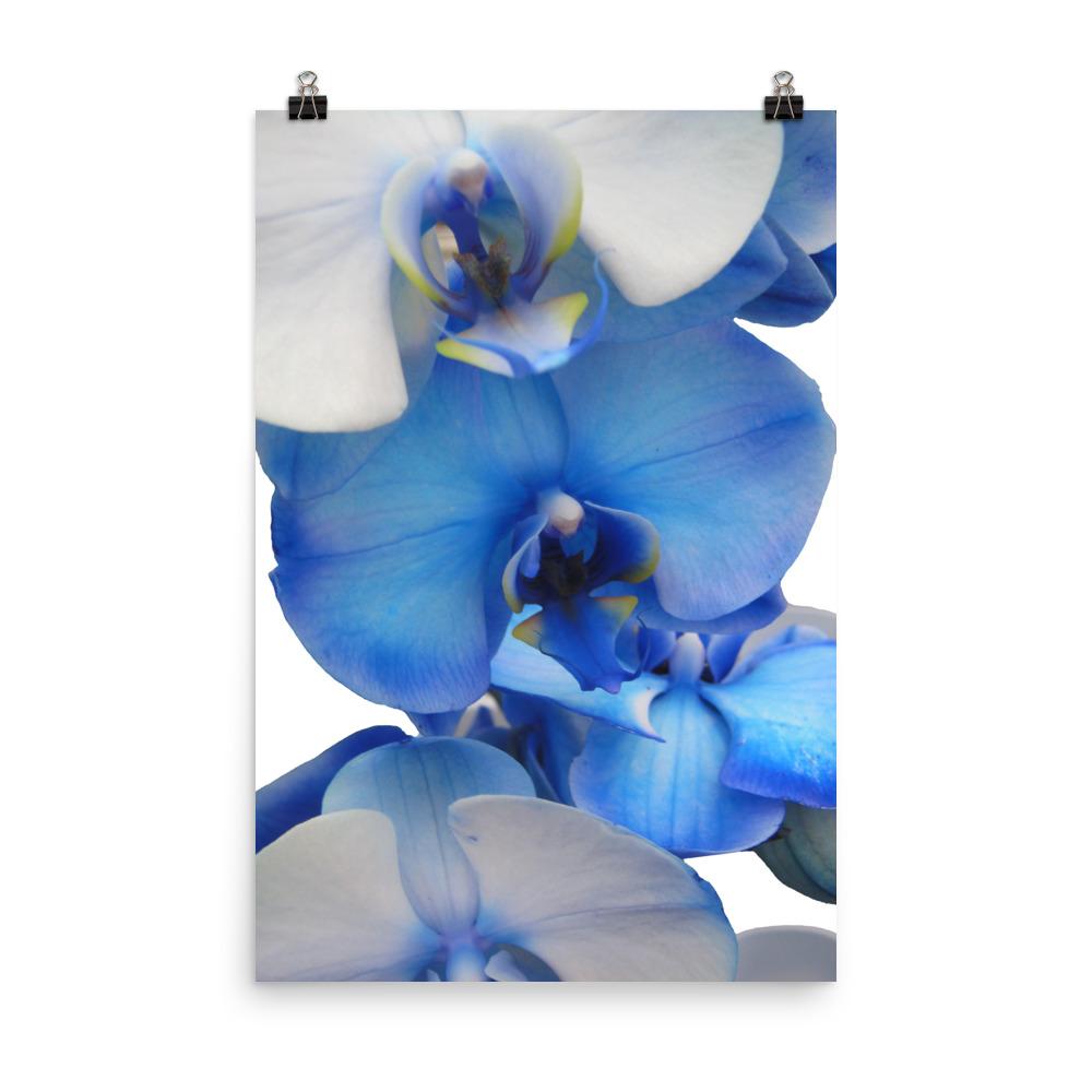 Blue Orchid - Poster Kuratoren von artlia 30x45 cm artlia