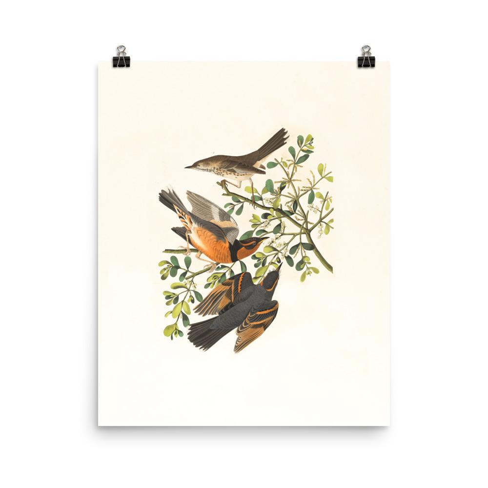 Drei Vögel auf Ästen - Poster Boston Public Library 20x25 cm artlia