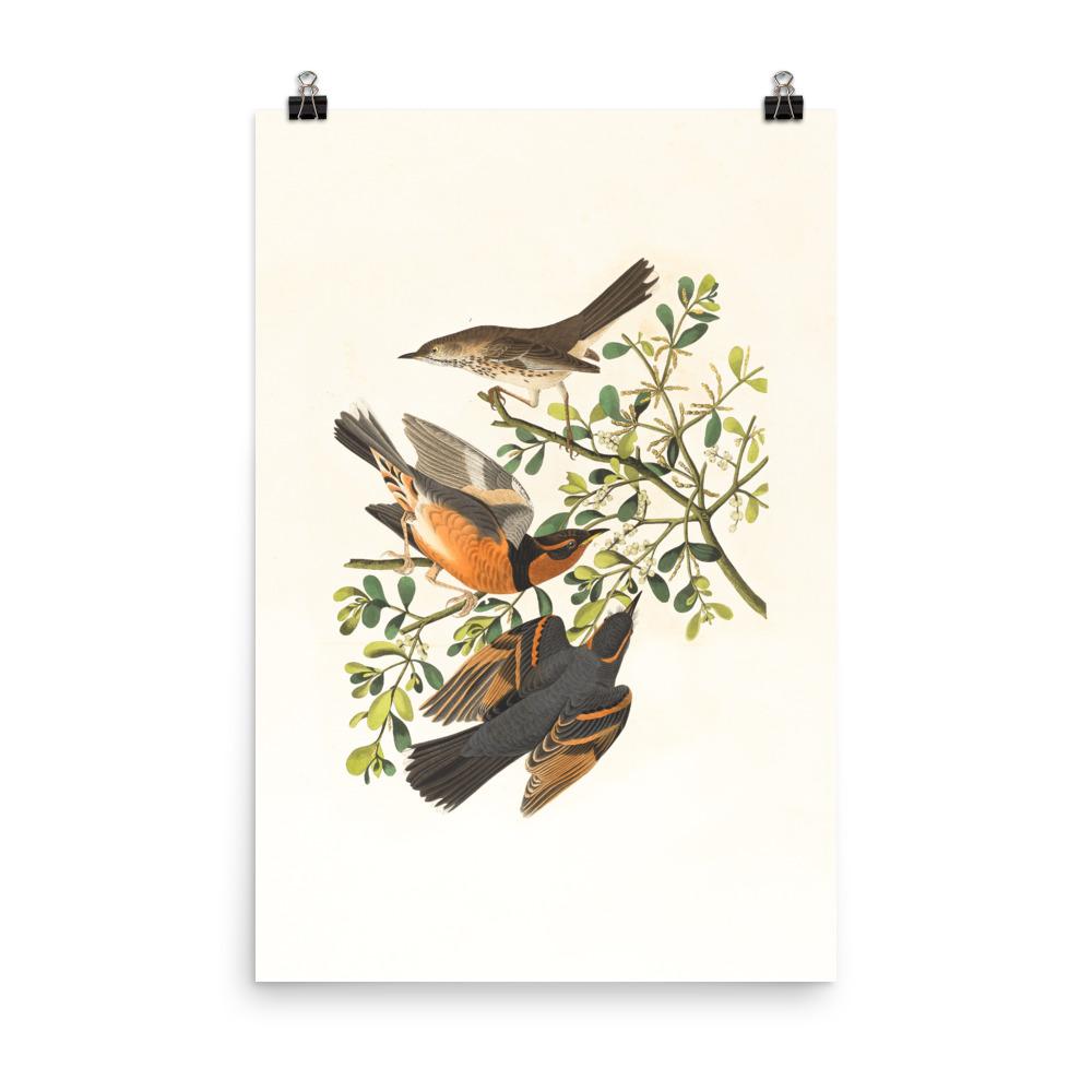 Drei Vögel auf Ästen - Poster Boston Public Library 30x45 cm artlia