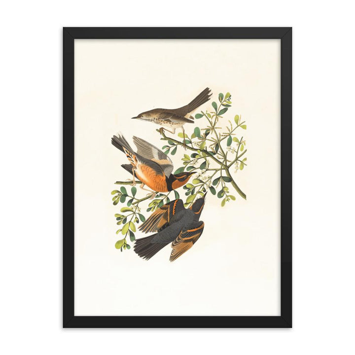 Drei Vögel auf Ästen - Poster im Rahmen Boston Public Library schwarz / 30x41 cm artlia