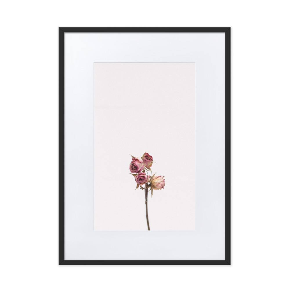 Dry Roses Trockenrosen - Poster im Rahmen mit Passepartout artlia Schwarz / 50×70 cm artlia