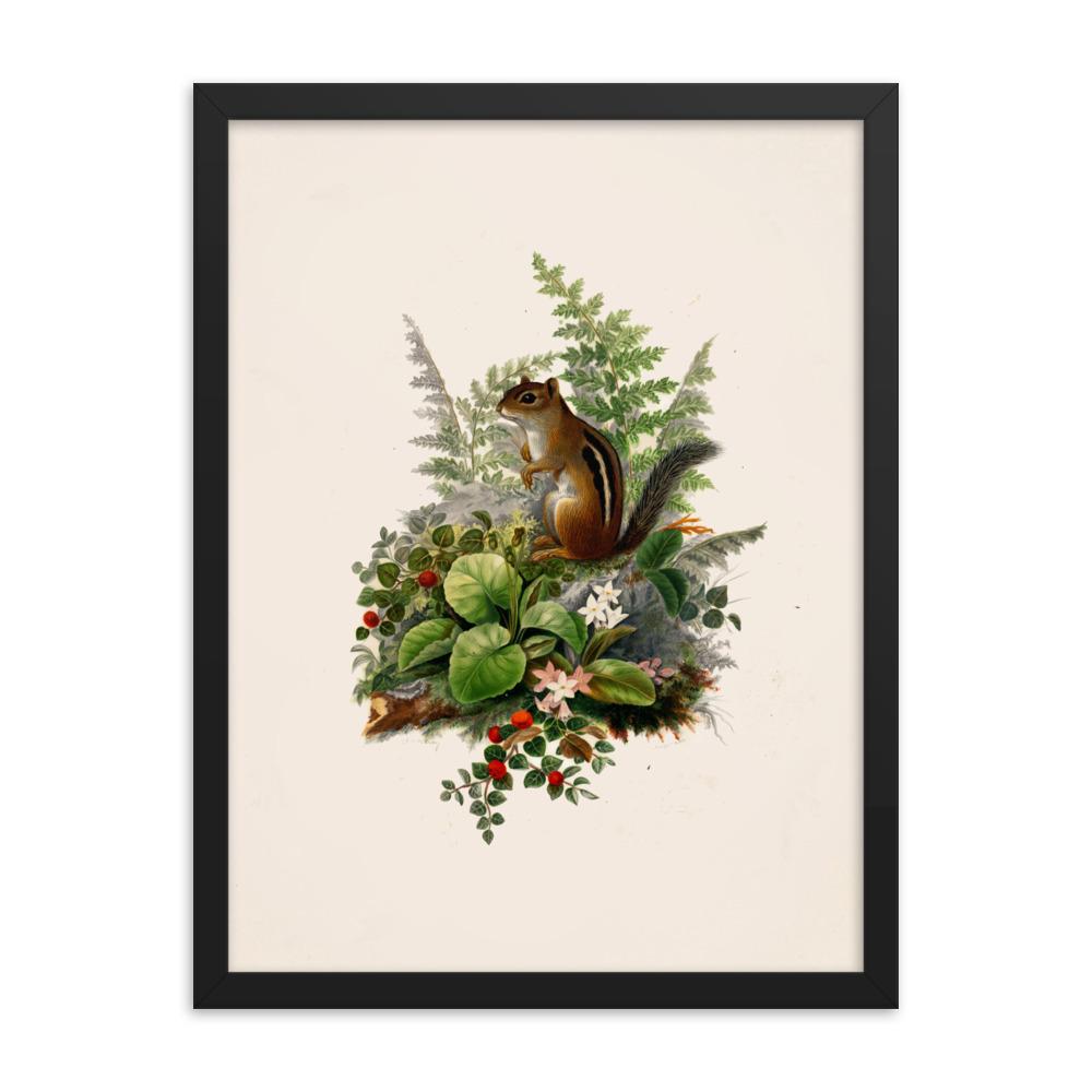 Eichhörnchen - Poster im Rahmen Boston Public Library schwarz / 30x41 cm artlia