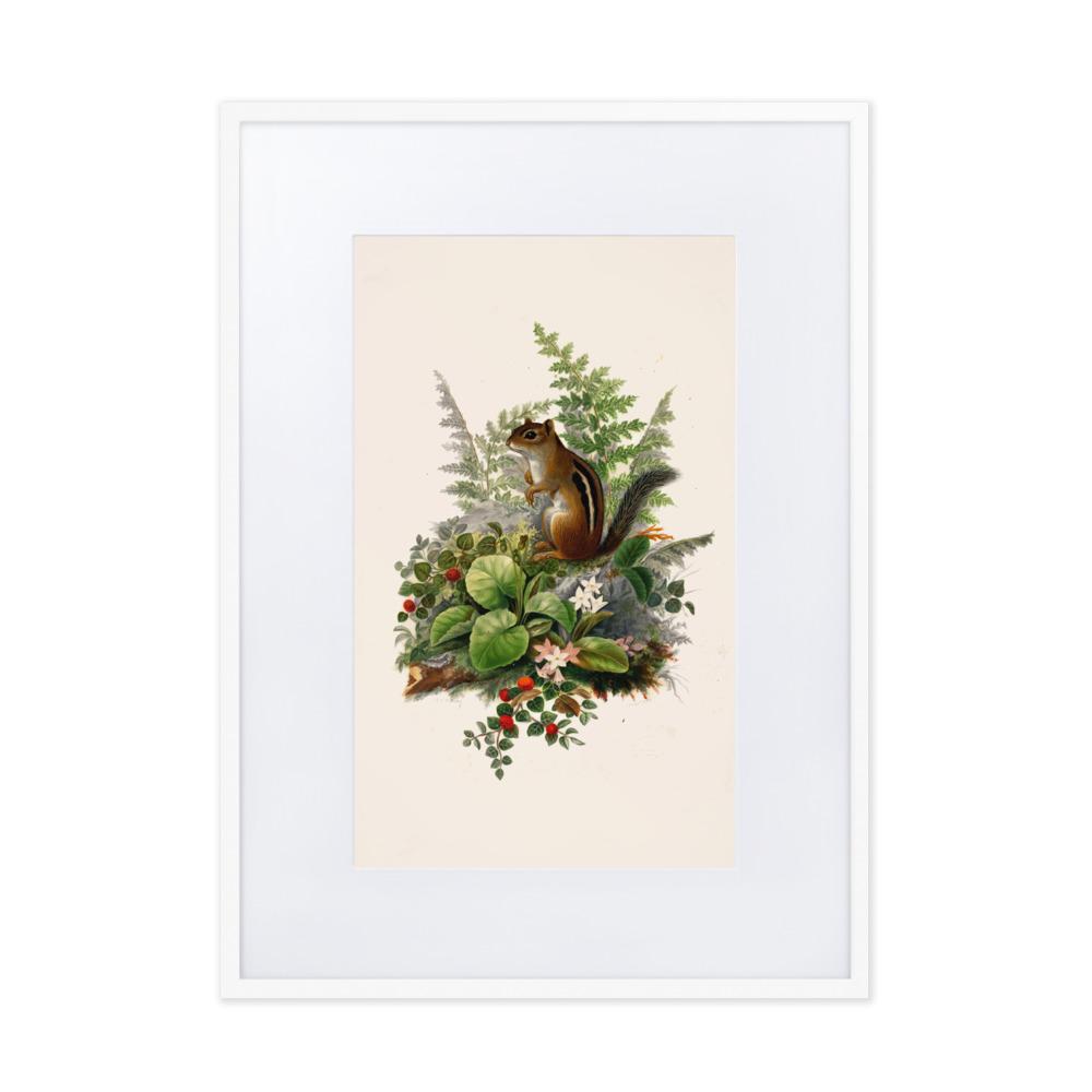 Eichhörnchen - Poster im Rahmen mit Passepartout Boston Public Library weiß / 50×70 cm artlia