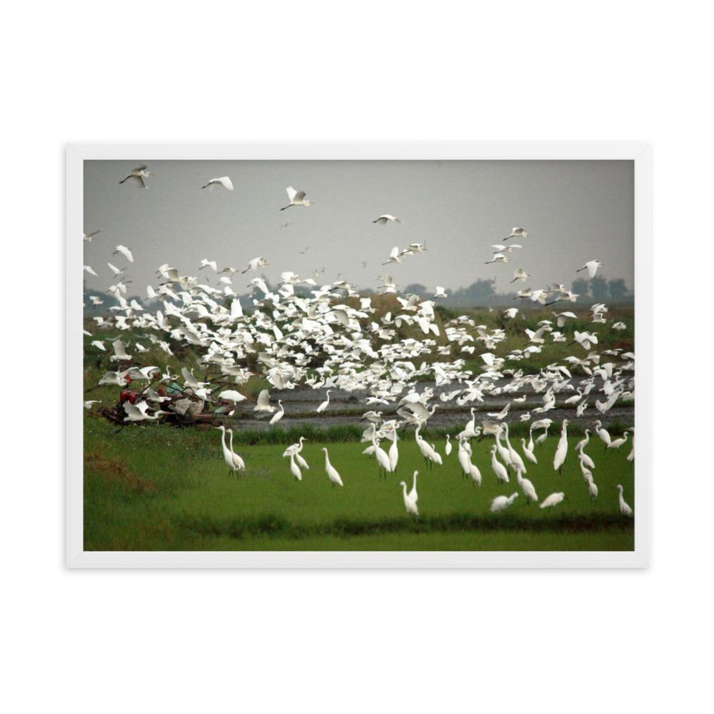 eine Herde Silberreiher - Poster im Rahmen artlia Weiß / 50×70 cm artlia