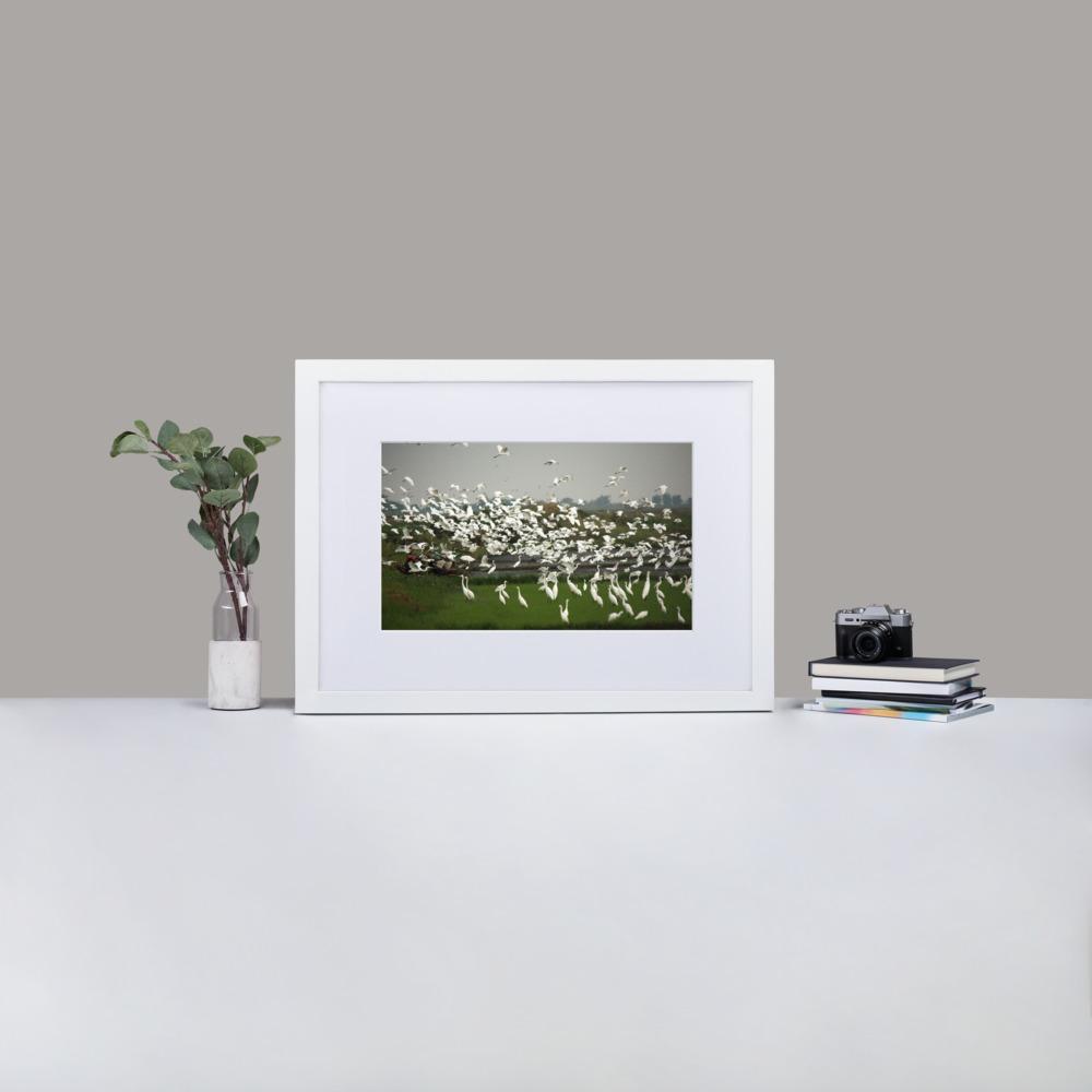 eine Herde Silberreiher - Poster im Rahmen mit Passepartout Young Han Song Weiß / 50×70 cm artlia