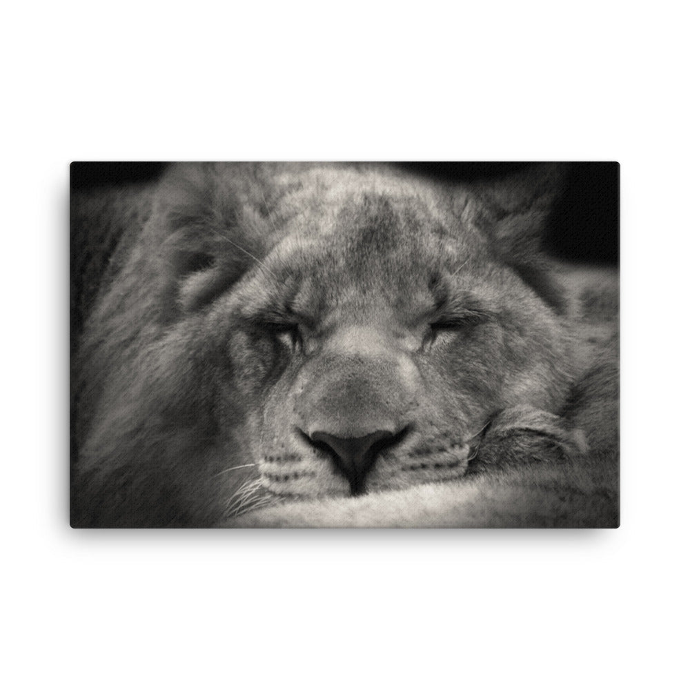 Entspannter Löwin Relaxed Lioness - Leinwand artlia 24″×36″ artlia