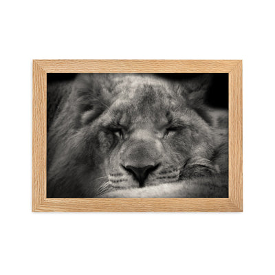 Entspannter Löwin Relaxed Lioness - Poster im Rahmen artlia Oak / 21×30 cm artlia