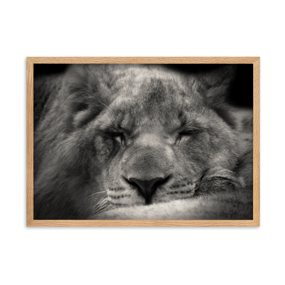 Entspannter Löwin Relaxed Lioness - Poster im Rahmen artlia Oak / 50×70 cm artlia