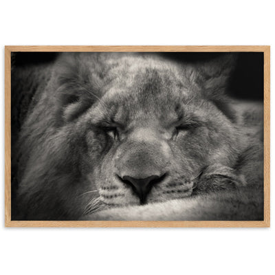 Entspannter Löwin Relaxed Lioness - Poster im Rahmen artlia Oak / 61×91 cm artlia